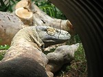 Free Stock Photo: Komodo dragon