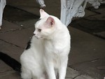 Free Stock Photo: Closeup of a white and black cat sitting outside