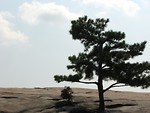Free Stock Photo: Single tree on top of Stone Mountain