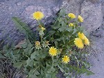Free Stock Photo: Patch of yellow dandelions growing out of a rock