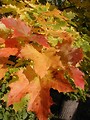 Free Stock Photo: Closeup of some colored autumn leaves