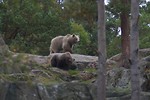 Free Stock Photo: Two brown bears in the woods