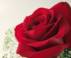 Free Stock Photo: Red rose closeup