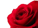 Free Stock Photo: Red rose closeup