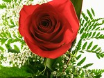 Free Stock Photo: Red rose closeup