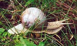 Free Stock Photo: Closeup of a snail in the grass