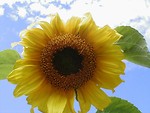 Free Stock Photo: Closeup of a yellow sunflower in a blue sky