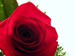 Free Stock Photo: Red rose closeup