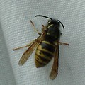 Free Stock Photo: Closeup of a large yellow and black wasp