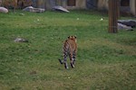 Free Stock Photo: Siberian tiger walking in the grass