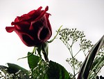 Free Stock Photo: Red rose