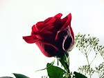 Free Stock Photo: Closeup of a red rose