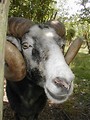 Free Stock Photo: Closeup portrait of a goat with horns