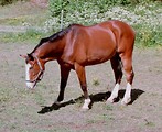 Free Stock Photo: A brown horse in a fenced in field