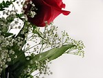 Free Stock Photo: Red rose