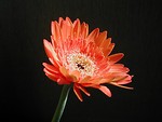 Free Stock Photo: Closeup of a red flower