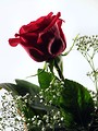 Free Stock Photo: Red rose