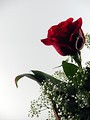 Free Stock Photo: Red rose
