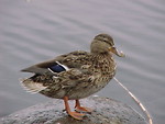 Free Stock Photo: A small brown wild duck sitting on a rock by a pond