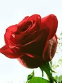 Free Stock Photo: Red rose closeup