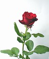 Free Stock Photo: Long stem red rose on a white background