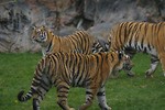 Free Stock Photo: A group of 3 Siberian tigers in the grass