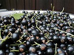 Free Stock Photo: Bowl of blackcurrant berries