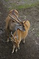 Free Stock Photo: Pair of Eland antelopes leaning on each other
