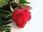Free Stock Photo: Red rose