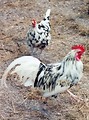Free Stock Photo: Two white roosters on the farm