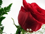 Free Stock Photo: Red rose