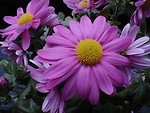 Free Stock Photo: Closeup of purple daisies
