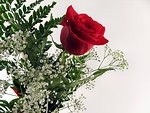Free Stock Photo: Closeup of a red rose with a white background