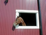 Free Stock Photo: Horse sticking its head out of barn window