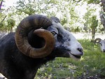 Free Stock Photo: Closeup portrait of a goat with horns