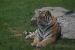 Free Stock Photo: Siberian tiger sitting by a rock