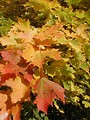 Free Stock Photo: Autumn leaves in a tree