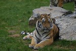 Free Stock Photo: Siberian tiger next to a rock