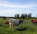 Free Stock Photo: Cows in a field with a blue sky