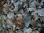 Free Stock Photo: Closeup of frost covered leaves.
