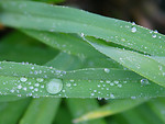 Free Stock Photo: Some dew after a rainy morning in Old Town