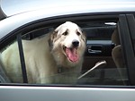 Free Stock Photo: A dog hanging its head out of a car door