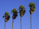 Free Stock Photo: Palm trees
