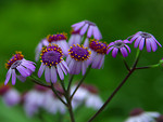 Free Stock Photo: Closeup of purple daisies