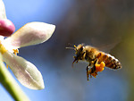 Free Stock Photo: Closeup of a bee with pollen flying by a flower