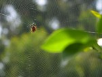 Free Stock Photo: A spider on a spiderweb