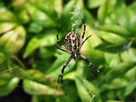 Free Stock Photo: Yellow spider