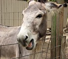 Free Stock Photo: Closeup fo a donkey behind a fence