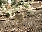Free Stock Photo: Two young deer in the woods