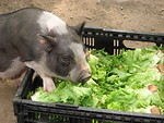 Free Stock Photo: Small pig eating lettuce out of a crate